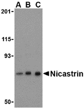 Nicastrin Antibody