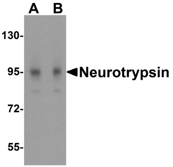 Neurotrypsin Antibody