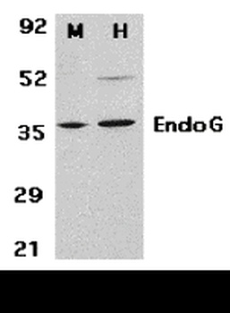 ENDOG Antibody