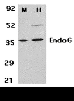 EndoG Antibody