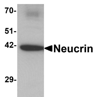 DRAXIN Antibody