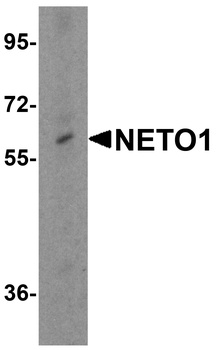 NETO1 Antibody