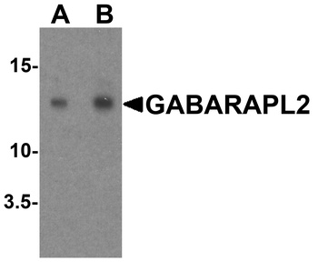 GABARAPL2 Antibody