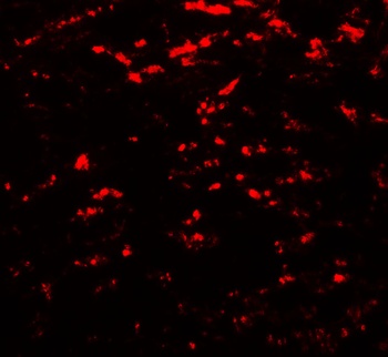 GABARAPL2 Antibody