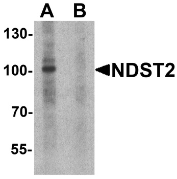 NDST2 Antibody