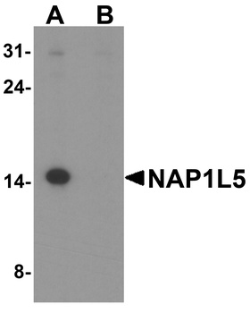 NAP1L5 Antibody