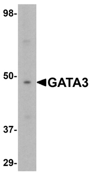 GATA3 Antibody