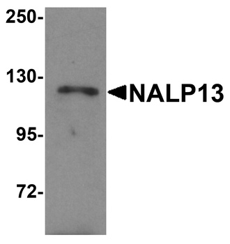 NLRP13 Antibody