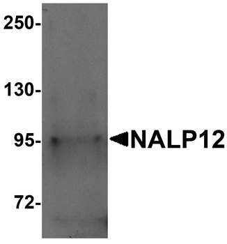 NLRP12 Antibody
