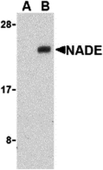 NADE Antibody