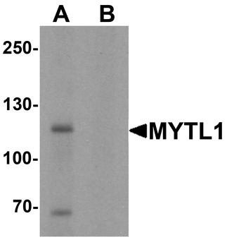 MYT1L Antibody