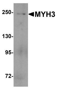 MYH3 Antibody