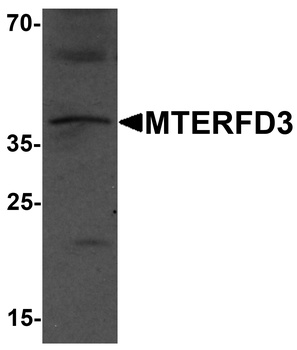 MTERFD3 Antibody