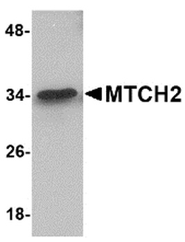 Mtch2 Antibody