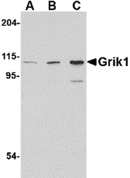 GRIK1 Antibody