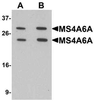 MS4A6A Antibody