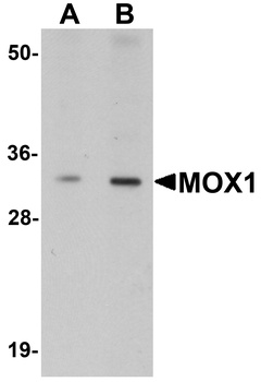 MEOX1 Antibody