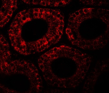 MOSPD1 Antibody