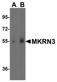 MKRN3 Antibody