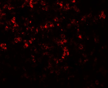 MKRN3 Antibody