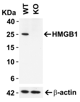 HMGB1 Antibody