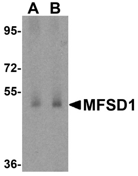 MFSD1 Antibody