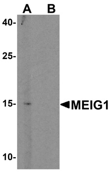 MEIG1 Antibody