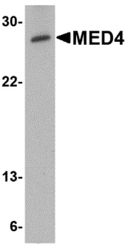 MED4 Antibody