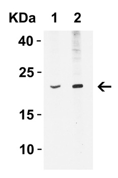 IFNB1 Antibody