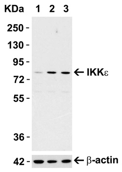 IKBKE Antibody