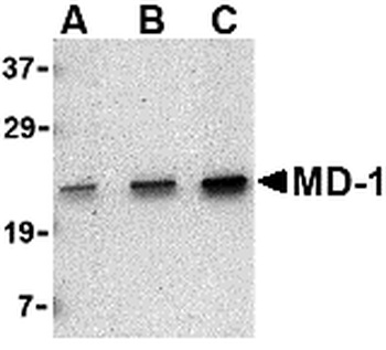 LY86 Antibody