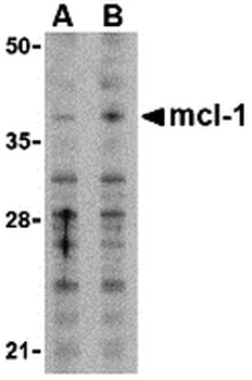 MCL1 Antibody