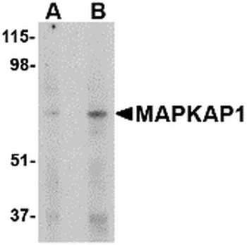 MAPKAP1 Antibody
