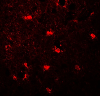 MAP1LC3C Antibody