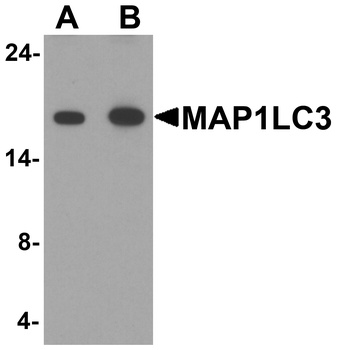 MAP1LC3A Antibody