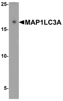 MAP1LC3A Antibody
