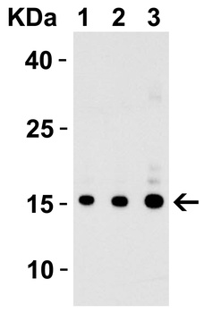 IL17A Antibody