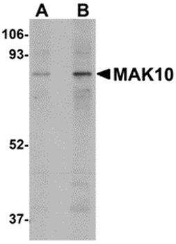 MAK10 Antibody