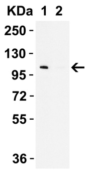 SEC16B Antibody