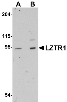 LZTR1 Antibody