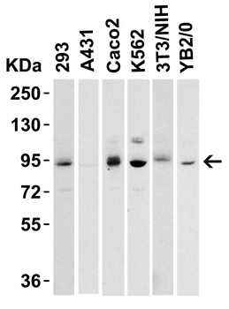 KDM1A Antibody