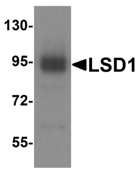 KDM1A Antibody