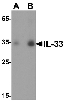IL-33 Antibody
