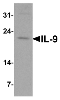 IL9 Antibody
