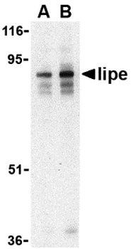 LIPE Antibody