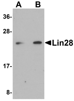 LIN28A Antibody
