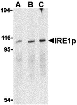 IRE1p Antibody