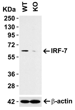 IRF7 Antibody