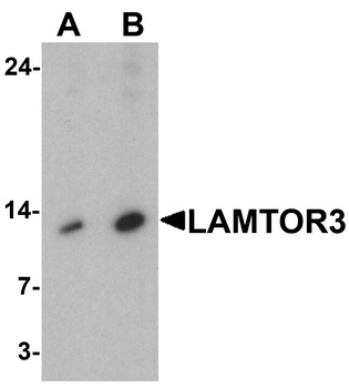 LAMTOR3 Antibody