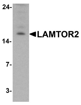 LAMTOR2 Antibody